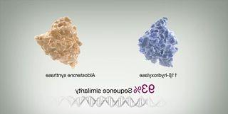 11β-羟化酶和醛固酮合成酶的三维分子模型显示出93%的序列相似性, 下面是DNA链图